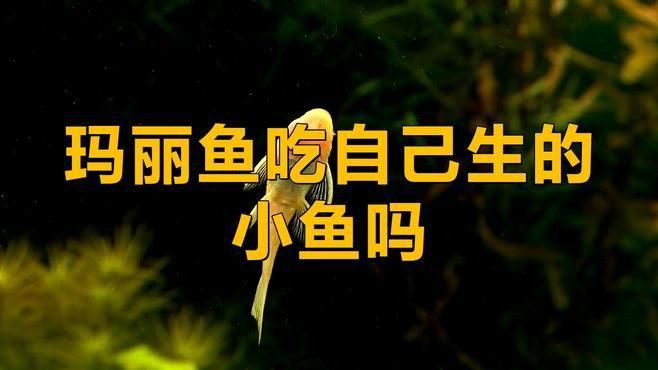 瑪麗魚會吃自己的幼崽嗎，瑪麗魚會吃自己生的小魚嗎