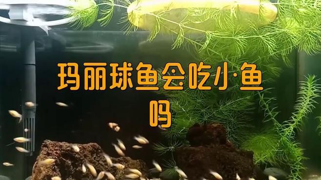 瑪麗魚會吃自己的幼崽嗎，瑪麗魚會吃自己生的小魚嗎