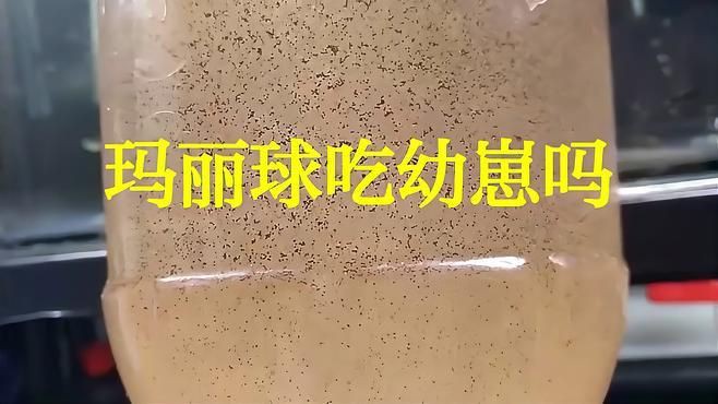 瑪麗魚會吃自己的幼崽嗎，瑪麗魚會吃自己生的小魚嗎