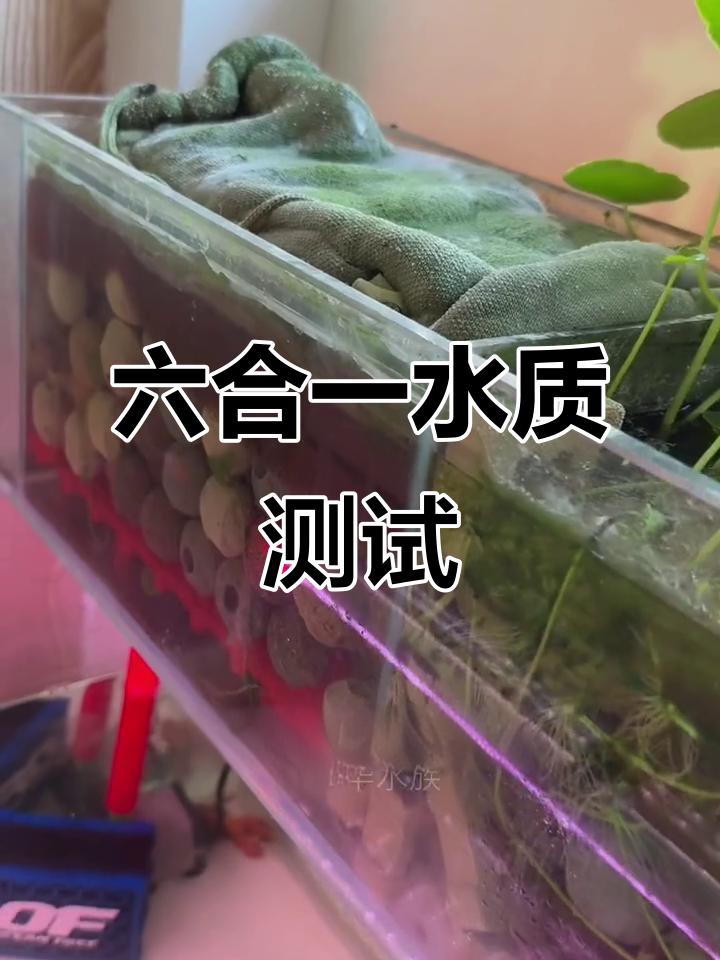 如何檢測龍魚缸的水質PH值？，《如何檢測龍魚缸的水質ph值》