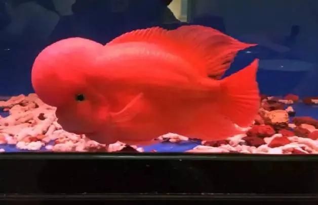 羅漢魚在玄學中的含義，羅漢魚在玄學領域被賦予多重吉祥寓意