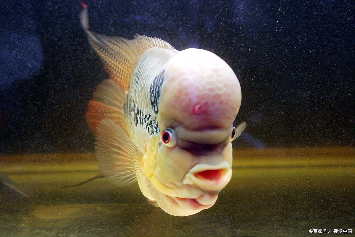 羅漢魚在玄學中的含義，羅漢魚在玄學領域被賦予多重吉祥寓意