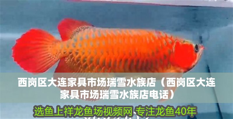 西崗龍魚(yú)店，大連市西崗區(qū)“家具市場(chǎng)正得龍魚(yú)會(huì)館”哪家口碑最好