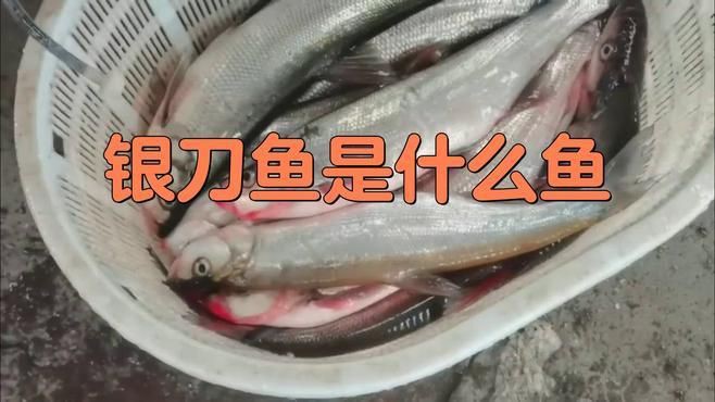 類似刀魚的魚有哪些，長得像刀魚但是不是刀魚 類似刀魚的魚有哪些，長得像刀魚但是不是刀魚 龍魚百科 第8張