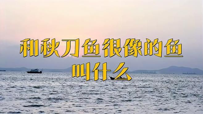類似刀魚的魚有哪些，長得像刀魚但是不是刀魚 類似刀魚的魚有哪些，長得像刀魚但是不是刀魚 龍魚百科 第5張