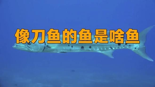 類似刀魚的魚有哪些，長得像刀魚但是不是刀魚 類似刀魚的魚有哪些，長得像刀魚但是不是刀魚 龍魚百科 第6張