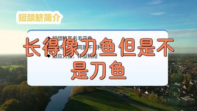 類似刀魚的魚有哪些，長得像刀魚但是不是刀魚 類似刀魚的魚有哪些，長得像刀魚但是不是刀魚 龍魚百科 第1張