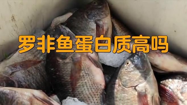 羅非魚的好處和壞處，吃羅非魚的好處與壞處 羅非魚的好處和壞處，吃羅非魚的好處與壞處 龍魚百科 第2張