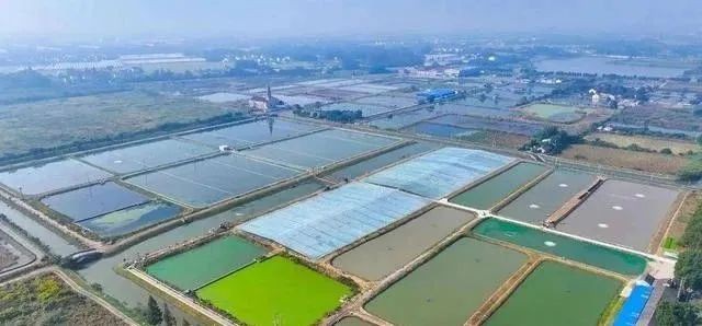 刀魚現在能人工養殖嗎，刀魚人工養殖技術取得顯著進展，