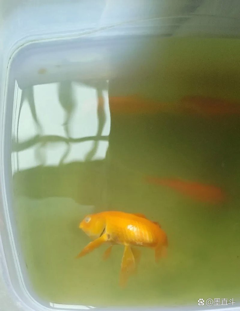 淶源龍魚店，保定淶源龍魚店