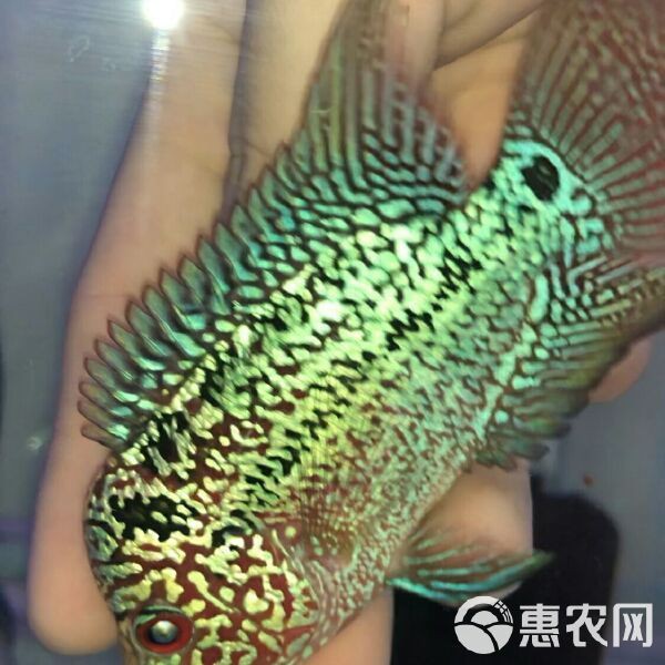 羅漢魚苗批發(fā)市場在哪里，國內(nèi)羅漢魚苗批發(fā)市場分布廣泛