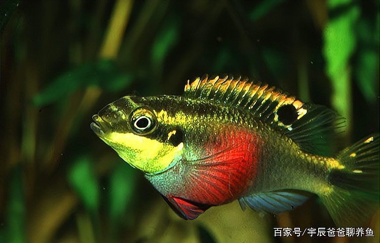 鳳凰魚一般人養不了，《鳳凰魚一般人養不了》