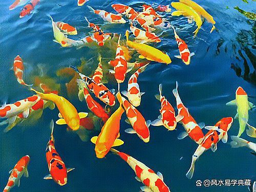 丹頂三色錦鯉的寓意，丹頂三色錦鯉