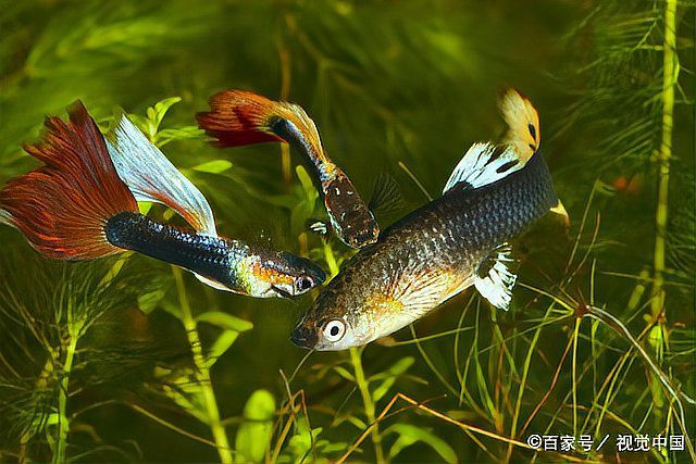 鳳尾魚夏天為什么總死，養鳳尾魚總養不活摸清這幾點,小魚多陪你兩三年