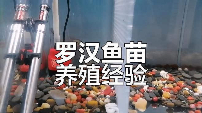 羅漢魚幼苗2厘米怎么養，2厘米羅漢魚幼苗怎么喂漫影視界羅漢魚苗飼養技巧