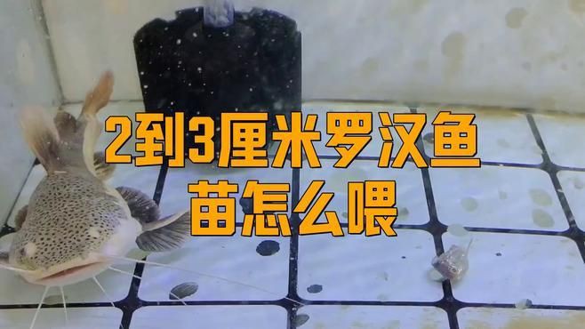 羅漢魚幼苗2厘米怎么養，2厘米羅漢魚幼苗怎么喂漫影視界羅漢魚苗飼養技巧