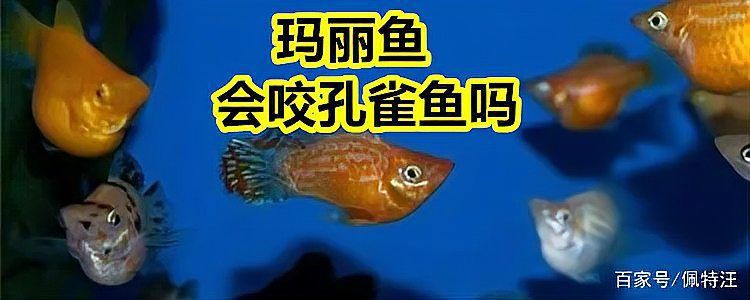 瑪麗球魚咬別的魚，寵物喂養秘籍，魚咬魚的解決方法