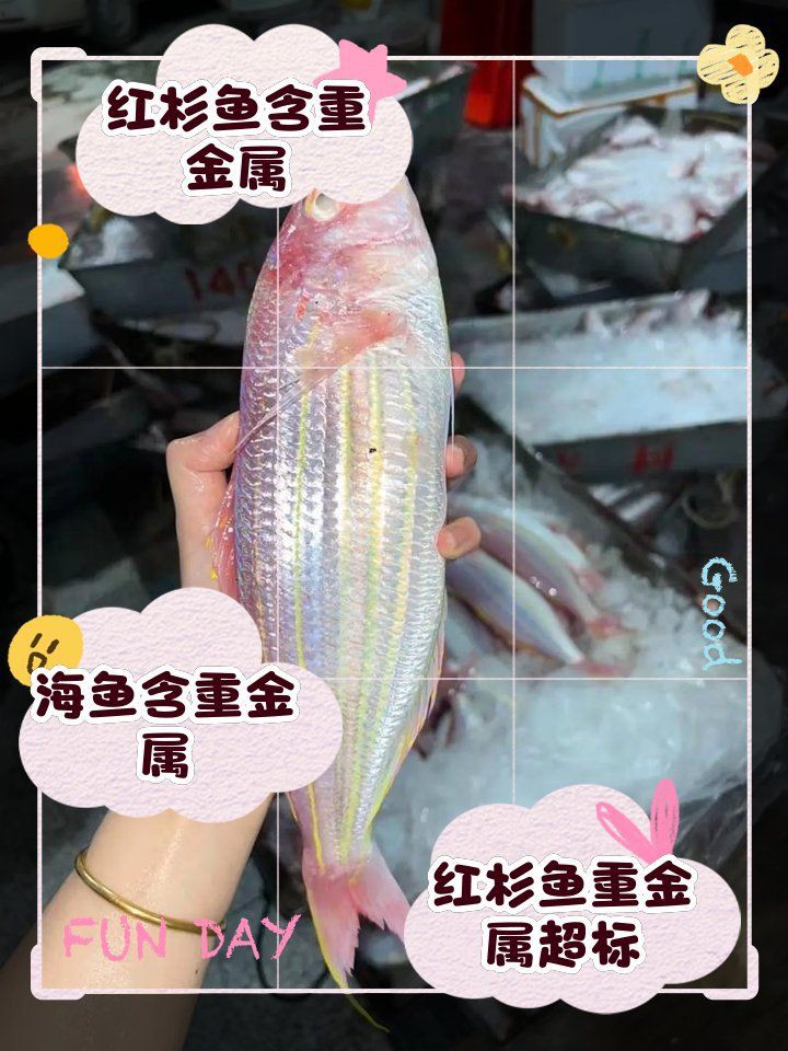紅杉魚盡量少吃的原因，吃紅杉魚有哪些禁忌？ 紅杉魚盡量少吃的原因，吃紅杉魚有哪些禁忌？ 龍魚論壇 第8張