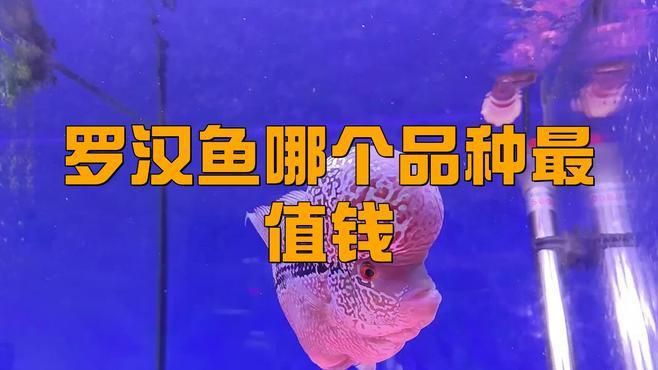 羅漢魚哪個(gè)品種最貴，德薩斯羅漢魚最貴三個(gè)品種daddy控版展開 羅漢魚哪個(gè)品種最貴，德薩斯羅漢魚最貴三個(gè)品種daddy控版展開 龍魚百科 第1張