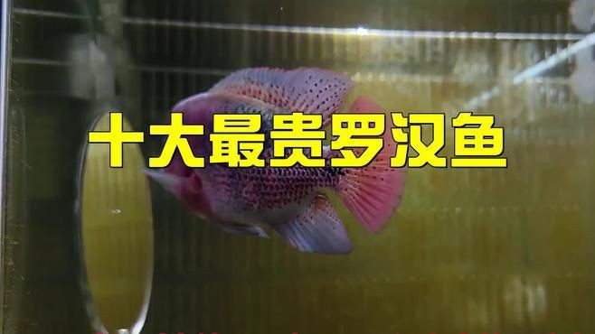 羅漢魚哪個(gè)品種最貴，德薩斯羅漢魚最貴三個(gè)品種daddy控版展開 羅漢魚哪個(gè)品種最貴，德薩斯羅漢魚最貴三個(gè)品種daddy控版展開 龍魚百科 第5張