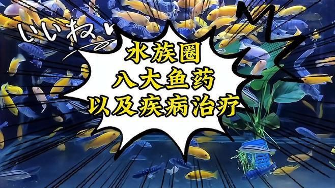 有哪些藥物可以有效治療魚鰭充血？，觀賞魚充血怎么治