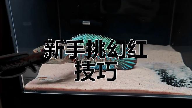 如何挑選高顏值的雷龍魚？，如何挑選高顏值雷龍魚？