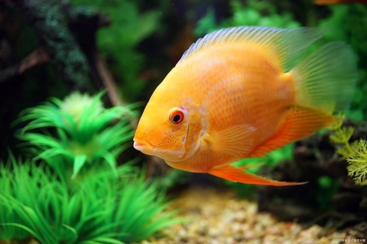 漂亮的觀賞魚圖片，《漂亮的觀賞魚圖片》圖集展現(xiàn)不同品系的獨特魅力