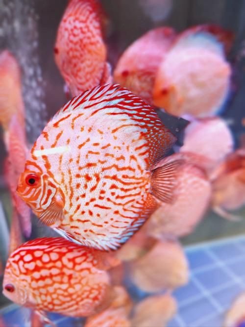 漂亮的觀賞魚圖片，《漂亮的觀賞魚圖片》圖集展現(xiàn)不同品系的獨特魅力