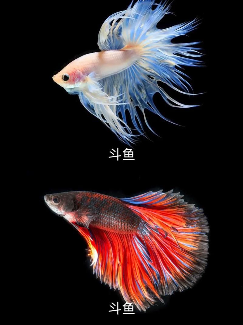 漂亮的觀賞魚圖片，《漂亮的觀賞魚圖片》圖集展現(xiàn)不同品系的獨特魅力