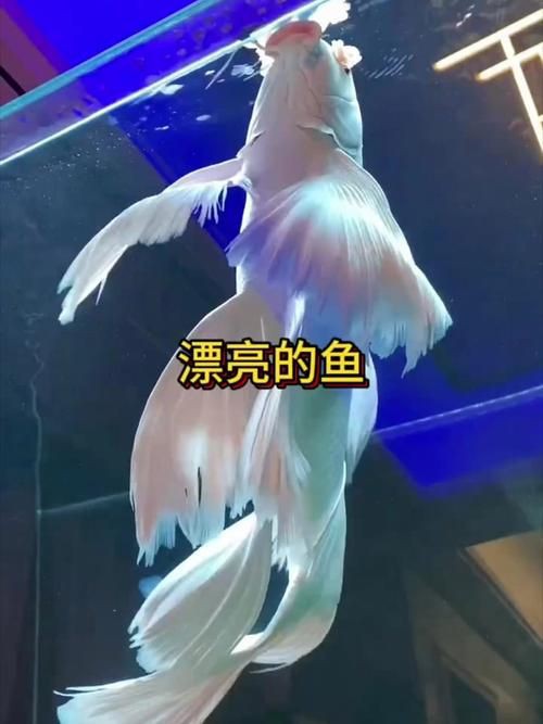 漂亮的觀賞魚圖片，《漂亮的觀賞魚圖片》圖集展現(xiàn)不同品系的獨特魅力