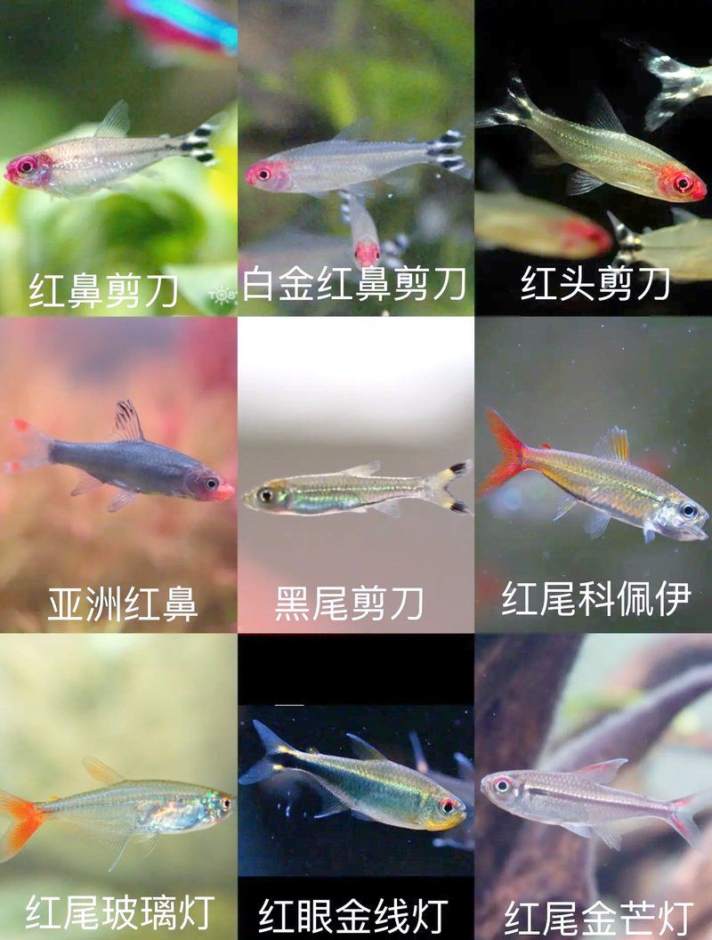 漂亮的觀賞魚圖片，《漂亮的觀賞魚圖片》圖集展現(xiàn)不同品系的獨特魅力