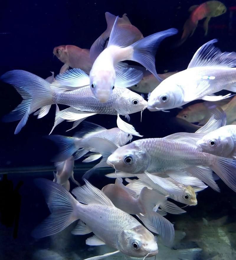 漂亮的觀賞魚圖片，《漂亮的觀賞魚圖片》圖集展現(xiàn)不同品系的獨特魅力