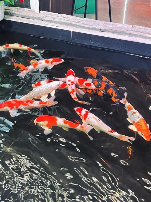 漂亮的觀賞魚圖片，《漂亮的觀賞魚圖片》圖集展現(xiàn)不同品系的獨特魅力