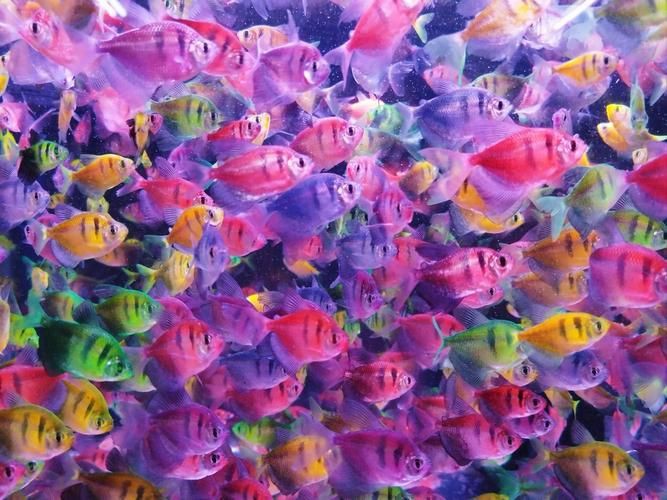 漂亮的觀賞魚圖片，《漂亮的觀賞魚圖片》圖集展現不同品系的獨特魅力