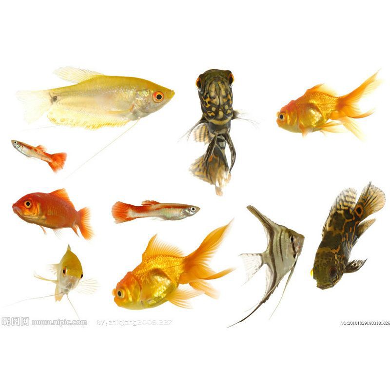 漂亮的觀賞魚圖片，《漂亮的觀賞魚圖片》圖集展現(xiàn)不同品系的獨特魅力
