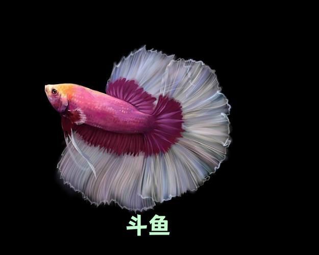 漂亮的觀賞魚圖片，《漂亮的觀賞魚圖片》圖集展現(xiàn)不同品系的獨特魅力