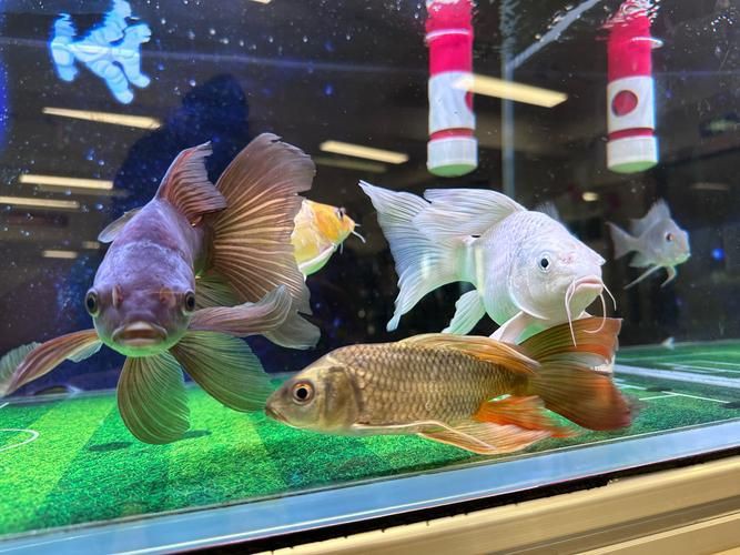 漂亮的觀賞魚圖片，《漂亮的觀賞魚圖片》圖集展現(xiàn)不同品系的獨特魅力