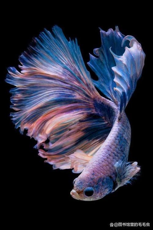 漂亮的觀賞魚圖片，《漂亮的觀賞魚圖片》圖集展現(xiàn)不同品系的獨特魅力