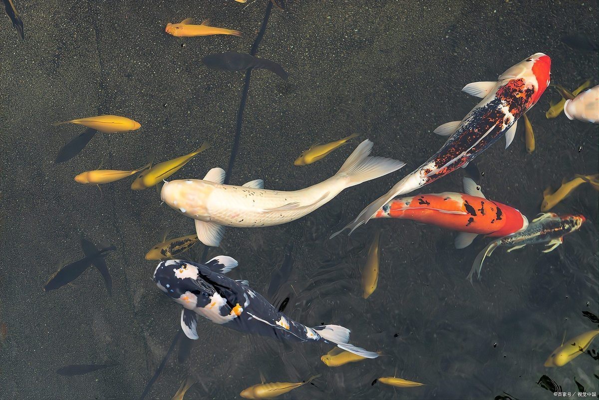 什么叫芥子錦鯉，“芥子錦鯉”是錦鯉中的獨特使命名源于小西養(yǎng)鯉場的培育