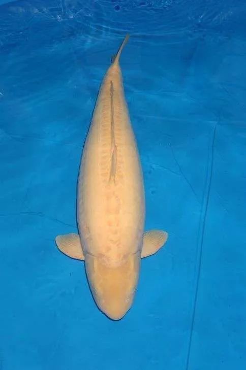 什么叫芥子錦鯉，“芥子錦鯉”是錦鯉中的獨特使命名源于小西養(yǎng)鯉場的培育