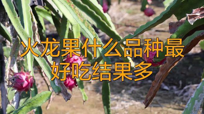 紅龍果哪個品種最甜？，探尋紅龍果中最甜的品種