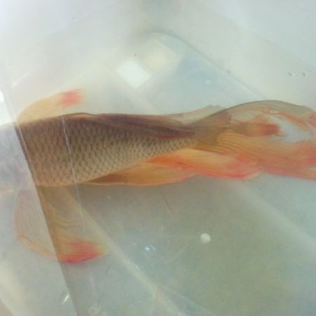 什么品種的鯉魚可以長很大，巨型鯉魚生長極限