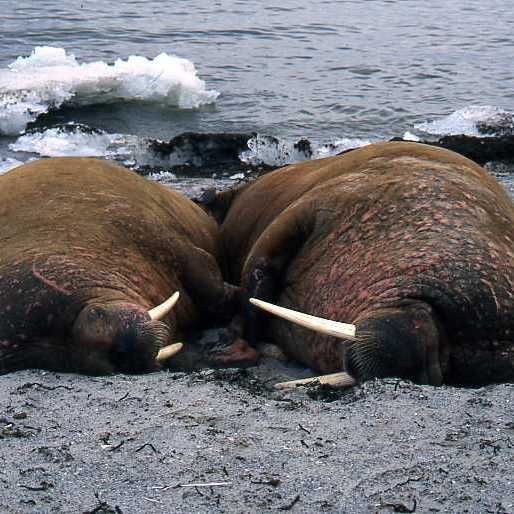 海象吃什么食物?,北極海洋哺乳動物(odobenusrosmarus) 龍魚論壇 第1張 海象吃什么食物?,北極海洋哺乳動物(odobenusrosmarus) 海象吃什么食物?,北極海洋哺乳動物(odobenusrosmarus) 龍魚論壇 第1張