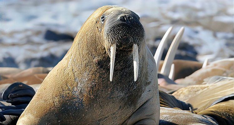 海象吃什么食物?,北極海洋哺乳動物(odobenusrosmarus) 龍魚論壇 第6張 海象吃什么食物?,北極海洋哺乳動物(odobenusrosmarus) 海象吃什么食物?,北極海洋哺乳動物(odobenusrosmarus) 龍魚論壇 第6張