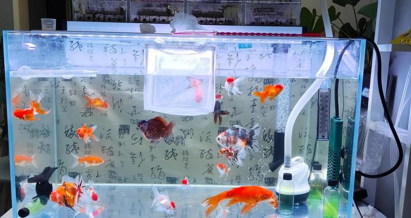 長沙魚缸維護，長沙水族魚缸科學維護指南