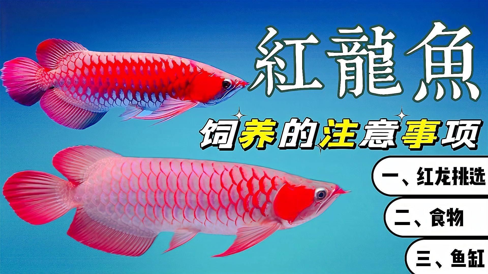 紅龍魚飼養方法及注意事項，《紅龍魚飼養方法及注意事項》