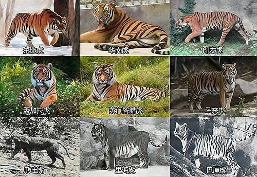 緬甸有老虎骨頭怎么賣，山西晚報,緬甸野生動物交易揭秘,低廉價格吸引食客品嘗微光拾趣