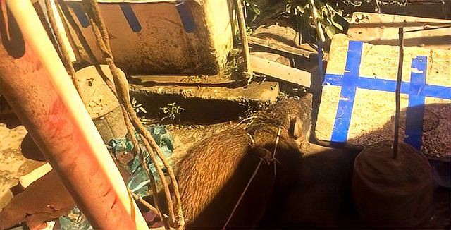 緬甸有老虎骨頭怎么賣，山西晚報,緬甸野生動物交易揭秘,低廉價格吸引食客品嘗微光拾趣