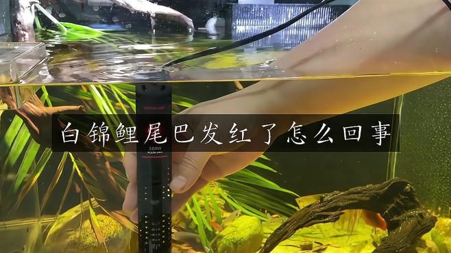紅龍發(fā)色恢復(fù)的有效方法，白錦鯉尾巴發(fā)紅了怎么回事萌寵護(hù)理師及解決方法