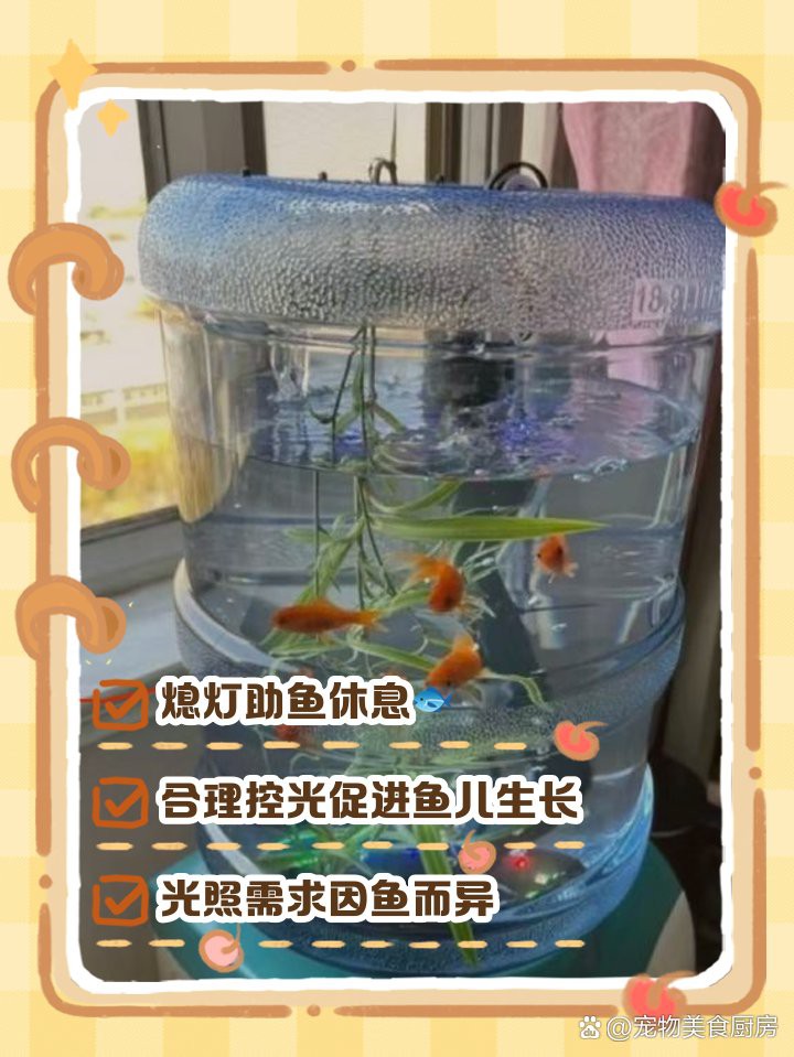 養紅龍魚晚上關不關燈，《養紅龍魚晚上關燈》紅龍魚夜間光照的六大核心要素